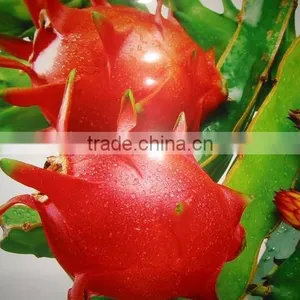 Dragon Fruit White Flesh Vietnam thumbnail-1