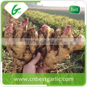 New Crop Fresh Ginger Air Dry Ginger Market Prices for Ginger thumbnail-3
