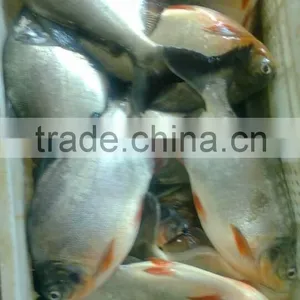 Pomfret Freshwater Fish for Sale thumbnail-1