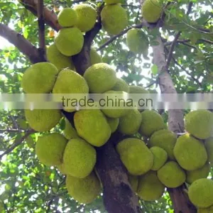 Big Friut Jackfruit Fruit Seeds Artocarpus Heterophyllus Seeds For Planting thumbnail-1