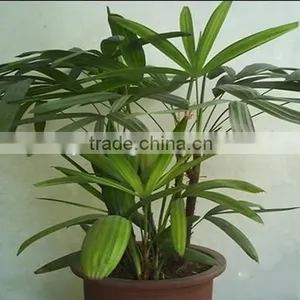 Bamboo Seedling thumbnail-2