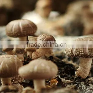 Fresh Shiitake thumbnail-3