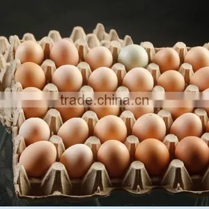 Full Automatic Egg Tray Conveyor Belt Microwave Dryer Machine thumbnail-1