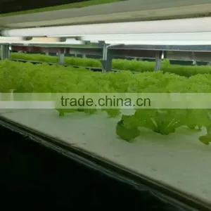 Greenhouses For Vegetables thumbnail-3