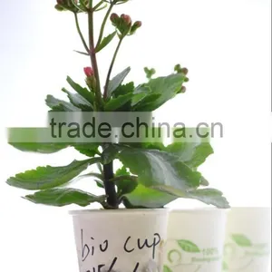 Biodegradable and Compostable Coated Paper Hot Water Cup thumbnail-2