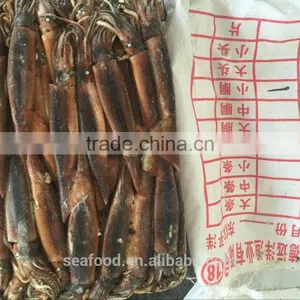 Frozen Whole Round Squid ILLEX ARGENTINUS 2016 NEW PRODUCTION thumbnail-1