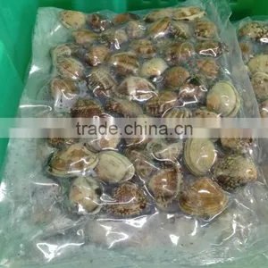 Frozen Shellfish Series Frozen Short Necked Clam thumbnail-2