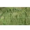 Oat Straw Extract 10:1 thumbnail-1
