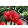 Lingonberry Powder thumbnail-1