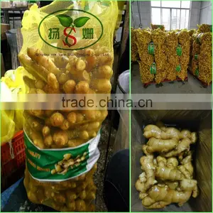 Prices Of Ginger Dried And Ginger Fresh thumbnail-5
