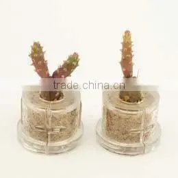 Miniplant "Golden Marble" Mini Succulent Plant With Mobile Phone Strap thumbnail-1