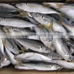 Frozen Seafood Horse Mackerel Fish Sale 120-140 Pcs thumbnail-1