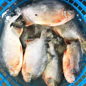 Seafood Wholesale Frozen Fish Red Pomfret thumbnail-3