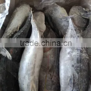 Competitive Price and High Quality Belted Bonito and Sarda Orientalis thumbnail-1