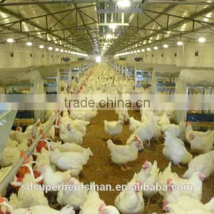 Chicken Poultry Farm Equipment thumbnail-1