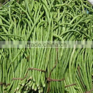 Fresh Vegetables thumbnail-1
