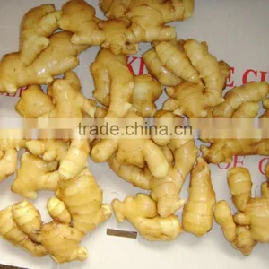 New Crop Ginger Root Ginger Wholesale Market thumbnail-3