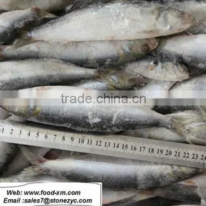 Low Price Frozen Sardine Fish thumbnail-1