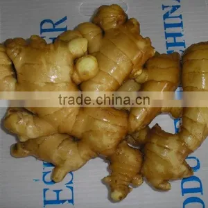 Ginger 250G AND UP thumbnail-1
