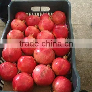 SWEET EGYPTIAN POMEGRANATE thumbnail-1