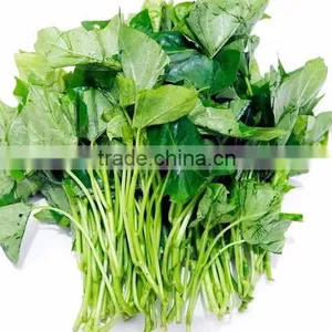 Frozen Sweet Potato Leaves thumbnail-3