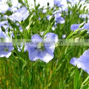 China Supplier Organic Flaxseed Oil (alpha Linolenci Acid) Omega 3 Oil Refined thumbnail-2