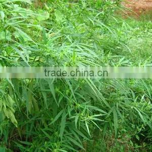 Convetional& Organic Hemp Seed Oil From China thumbnail-2