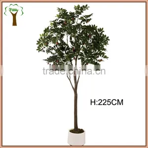 Big Plasticated Olive Fruits Tree Producing thumbnail-1