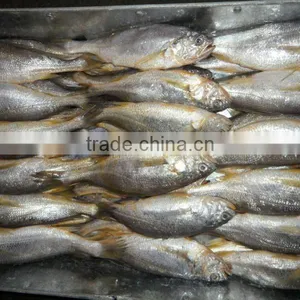 Frozen Yellow Croaker thumbnail-1