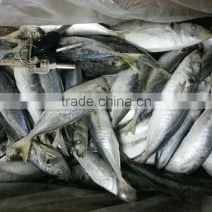 Frozen WR IQF Horse Mackerel thumbnail-1