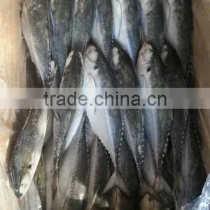 Jack Mackerel Fish China Wholesale thumbnail-2