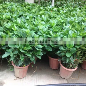 Gardenia Jasminoides Ornamental Plants thumbnail-1