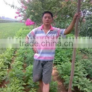 Lagerstroemia Indica Exporter D4cm thumbnail-1