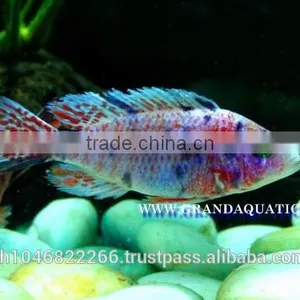 Malawi Cichlid Fish Farm For Sale and Export thumbnail-6