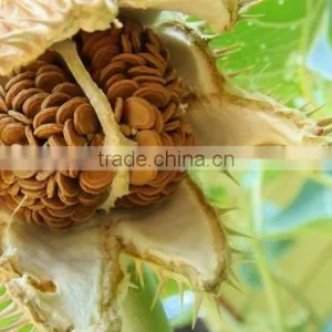 Datura Stramonium Extract thumbnail-3
