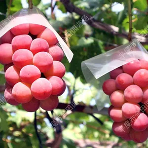 Fresh Romantic Ruby Grape Seedless Fresh Fruit thumbnail-1