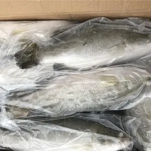 Frozen Barramundi thumbnail-4