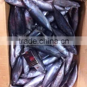 Whole Round Frozen Bonito Tuna Auxis Thazard thumbnail-2