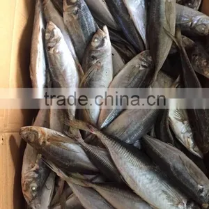 Horse Mackerel 20cm+ thumbnail-4