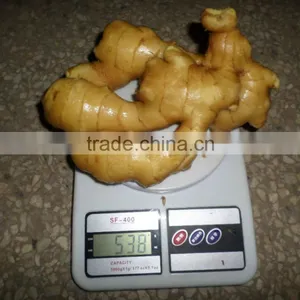 Quotation for Chinese Fresh Ginger Export Quality thumbnail-1