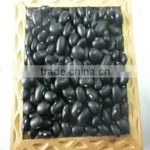 Black Bean thumbnail-1