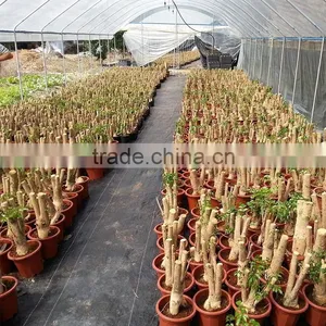 Factory Price Money Plant Tree Exotic Flowers thumbnail-4