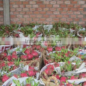 Dragon Fruit White Flesh Red Skin Sweet thumbnail-1