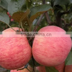 Sell Fresh Apple Fruit of High Quality and Good Price thumbnail-1