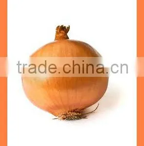 Bulk Chinese Best Quality Fresh Yellow Onion thumbnail-6