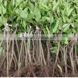 Mango Tree Seedling Mangifera Indica Tree Seedlings thumbnail-1
