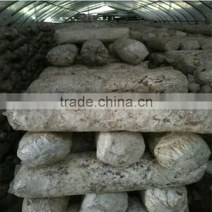 2016 Shiitake Mushroom Log,Shiitake Mushroom Oak Log For Sale thumbnail-5