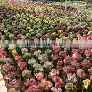 Euphorbia Lactea F.cristata 'variegata' thumbnail-1