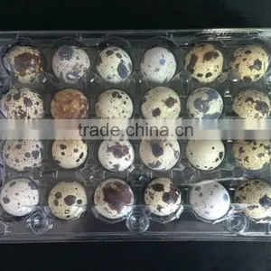 PVC Plastic Type and Plastic Material Egg Tray Quail Egg Tray /box for Sale thumbnail-1