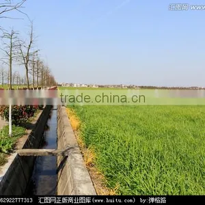 1000ft Irrigation Line 12" Spacing 12mil Trickle Soaker Garden Hose Drip Tape thumbnail-5